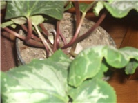 aa398dc7-Picture 051.jpg